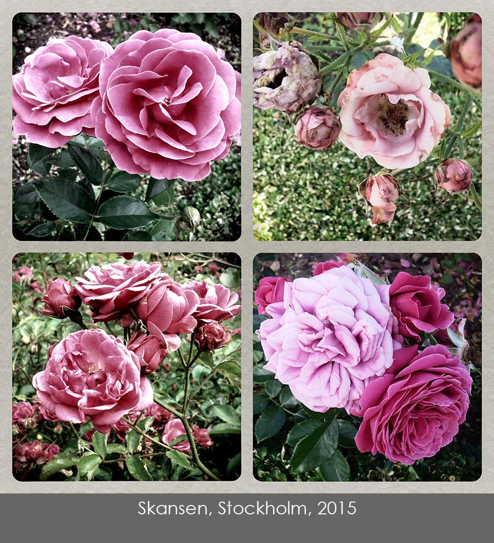 4 cell phone photos of roses taken at Skansen, Stockholm, 2015.