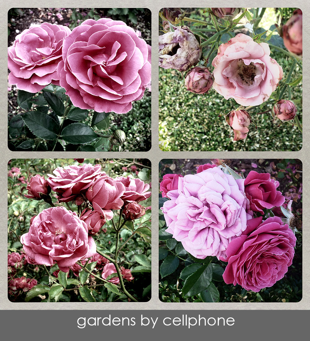 Quad of roses from Skansen, Stockholm.  Click here to enter the Gardens by Cell Phone gallery.